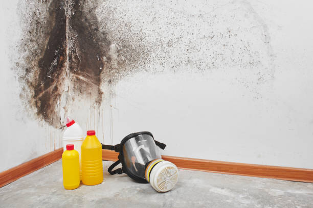 Why You Should Choose Our Mold Remediation Services in De Motte, IN